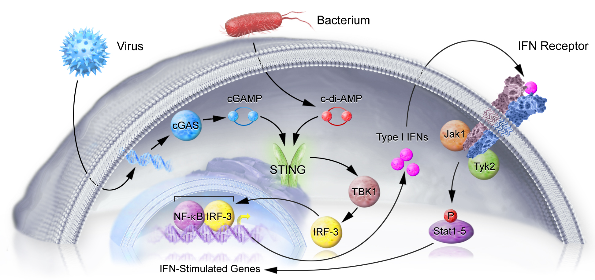 STING Pathway
